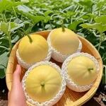 生能视角10:糖瘾与适度摄入糖