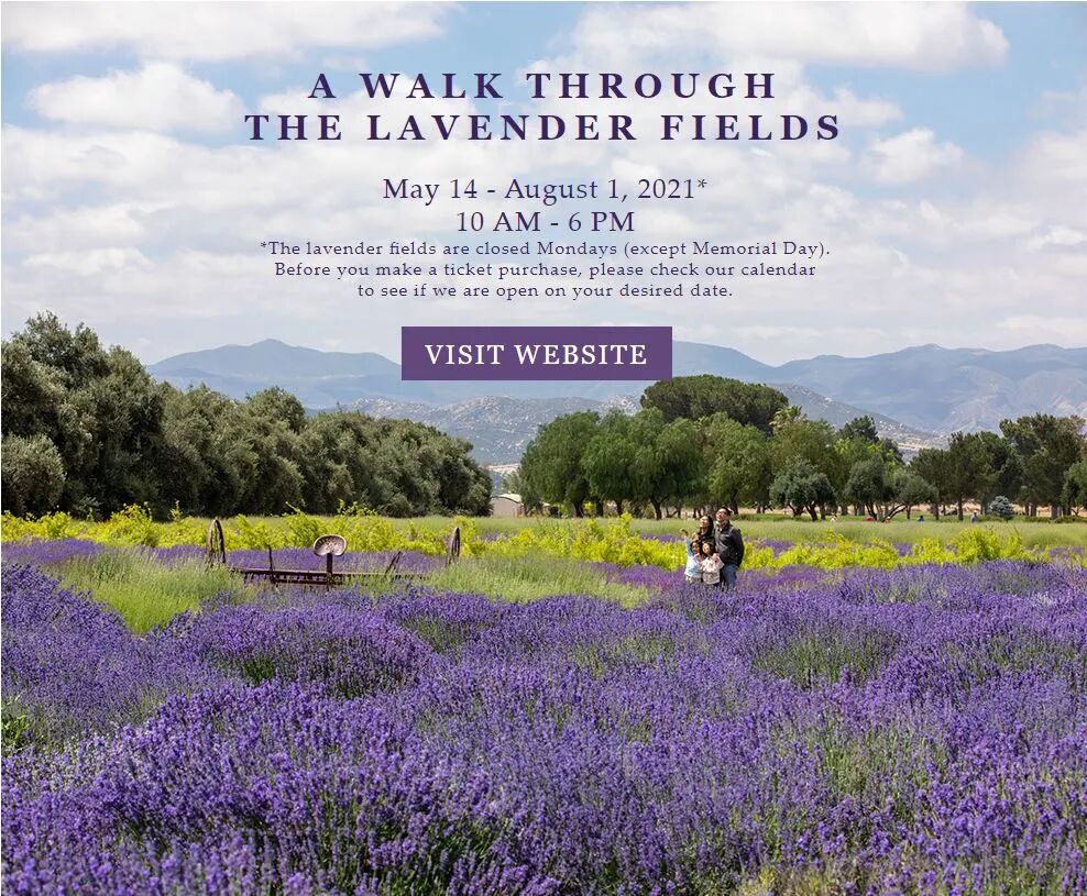 盤點南加薰衣草花田 薰衣草盛開啦 長周末約起吧 Unistar La 親子教育 生活教育 美食玩樂