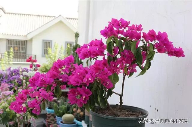 三角梅不开花 用3招狠心虐 花芽呼呼冒 花枝狂长2米长 花懂得园艺联盟 微信公众号文章阅读 Wemp