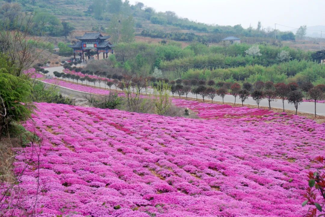 临沂花海正在上线蒙阴3处