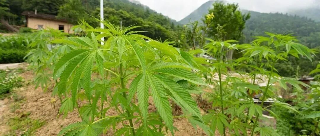 文章封面