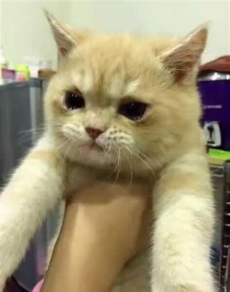 妄水阁性指导系列—如何理解“伟哥”家族