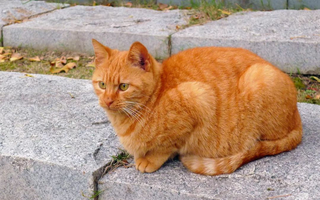 為什麼橘貓那麼胖，原來是有依據的…… 萌寵 第5張