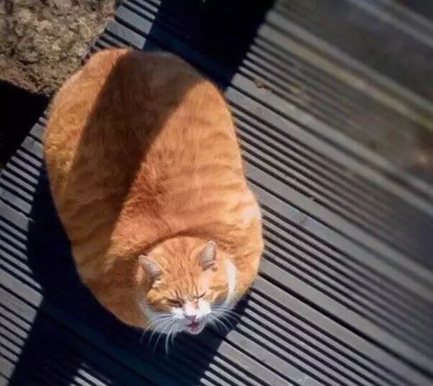 為什麼橘貓那麼胖，原來是有依據的…… 萌寵 第16張