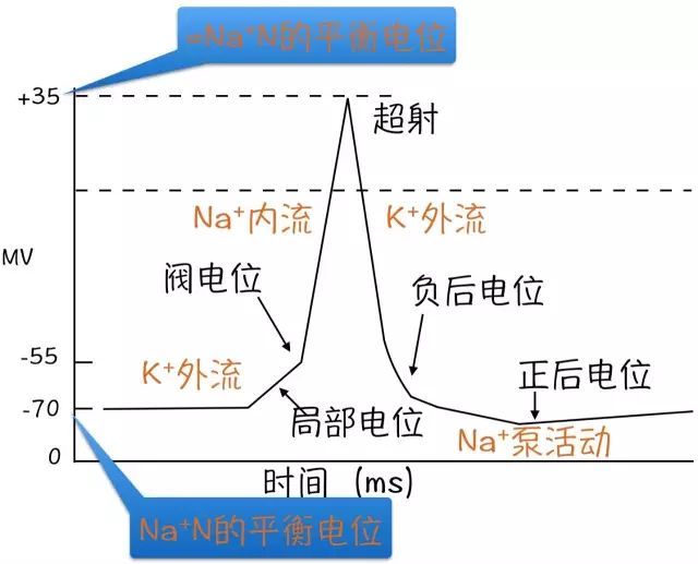 電位 平衡