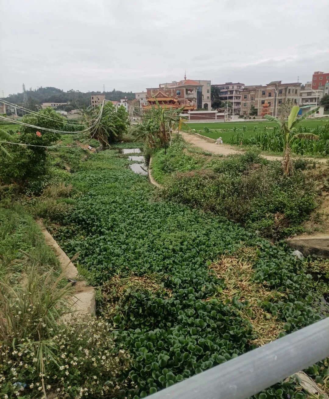 惠安紫山镇:清理水浮莲畅通河道,提升水环境治理效能_西班牙_新闻