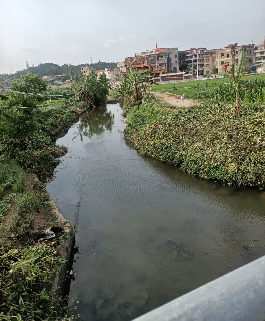 惠安紫山镇清理水浮莲畅通河道提升水环境治理效能