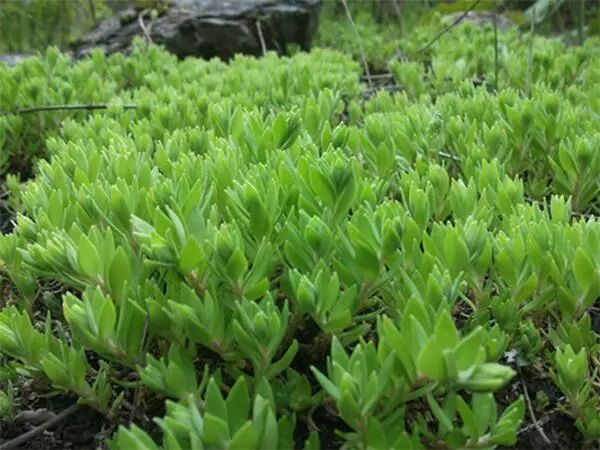高血压头晕的站不住,农村一棵野草效果好的不得了!