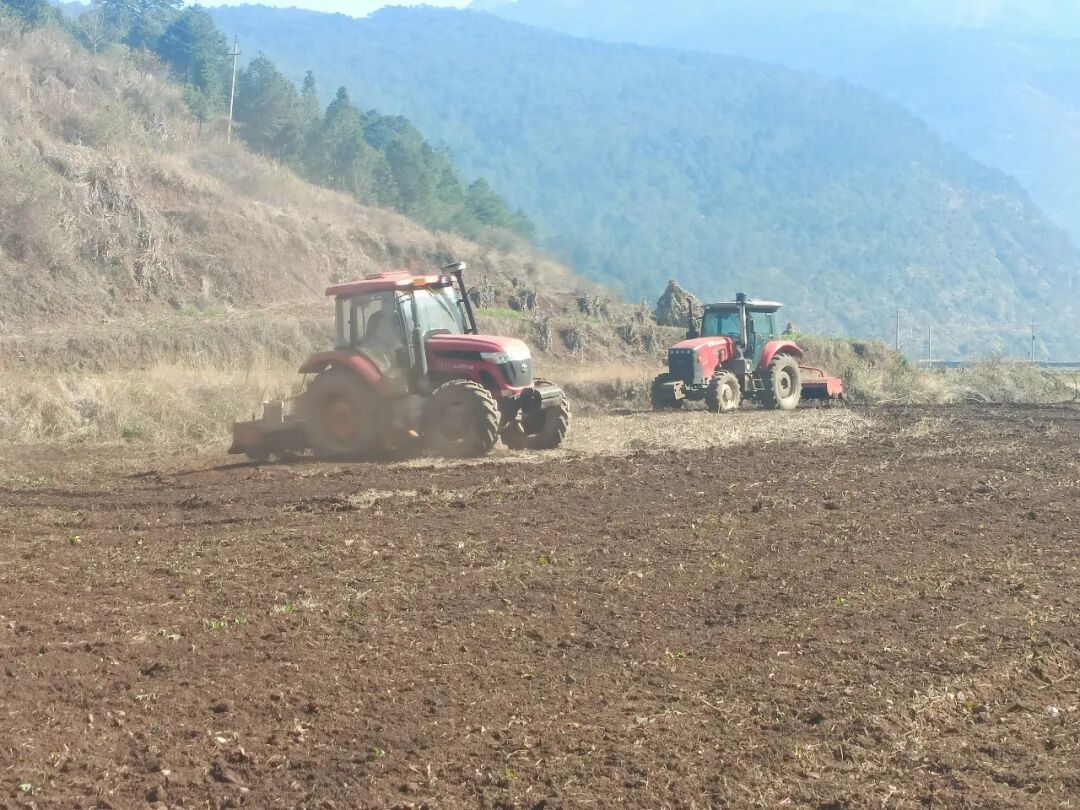 曲靖宣威市格宜镇大坪村早烟新种换新貌点绿成金促振兴