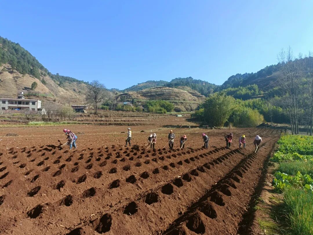 曲靖宣威市格宜镇大坪村早烟新种换新貌点绿成金促振兴