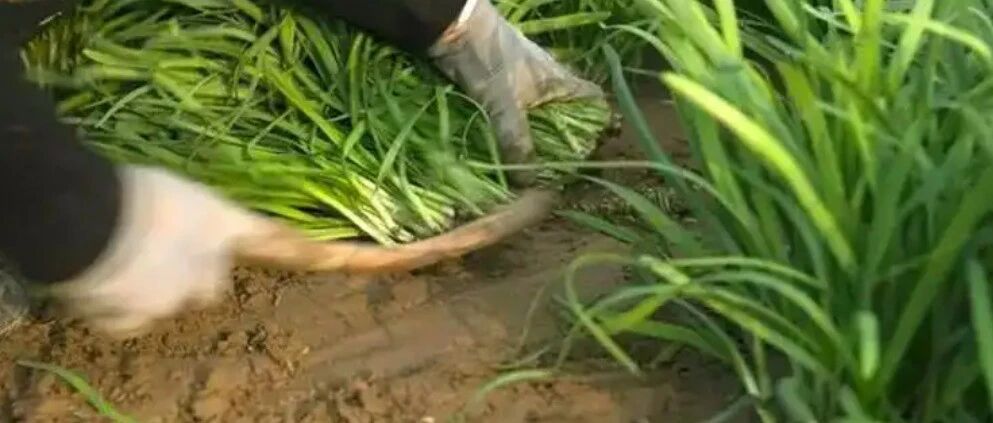 【解局】某些“金融大V”，是怎么割韭菜的？