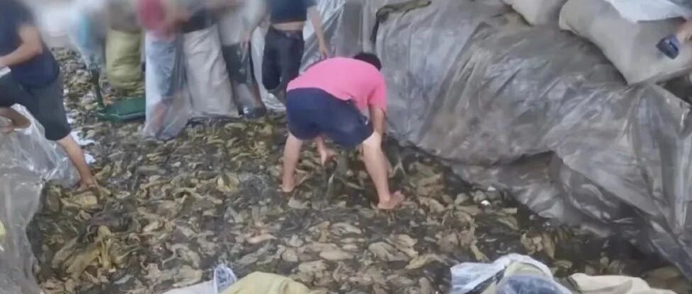 【解局】“黑心酸菜”事件处理不能一阵风