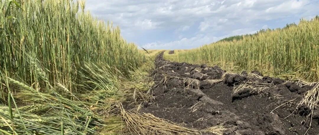 【解局】2万多亩庄稼被铲毁，为啥有些官员不心疼？