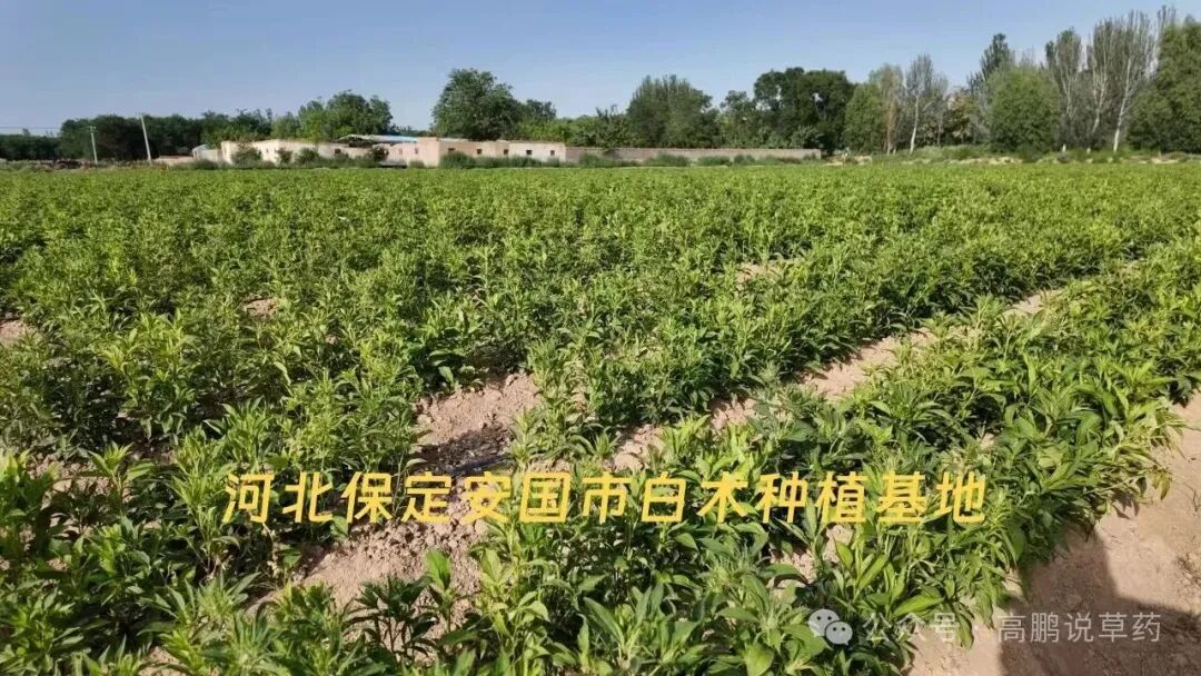再不改观念，种药材只会越种越亏