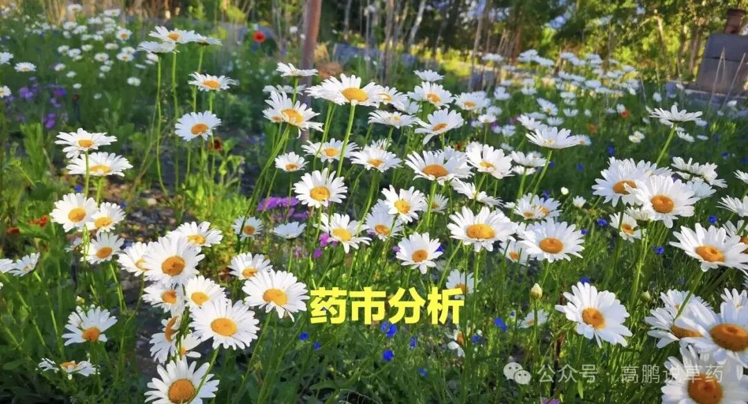 8月药市观察：淡季尾声迎来产新潮，9月行情怎么走