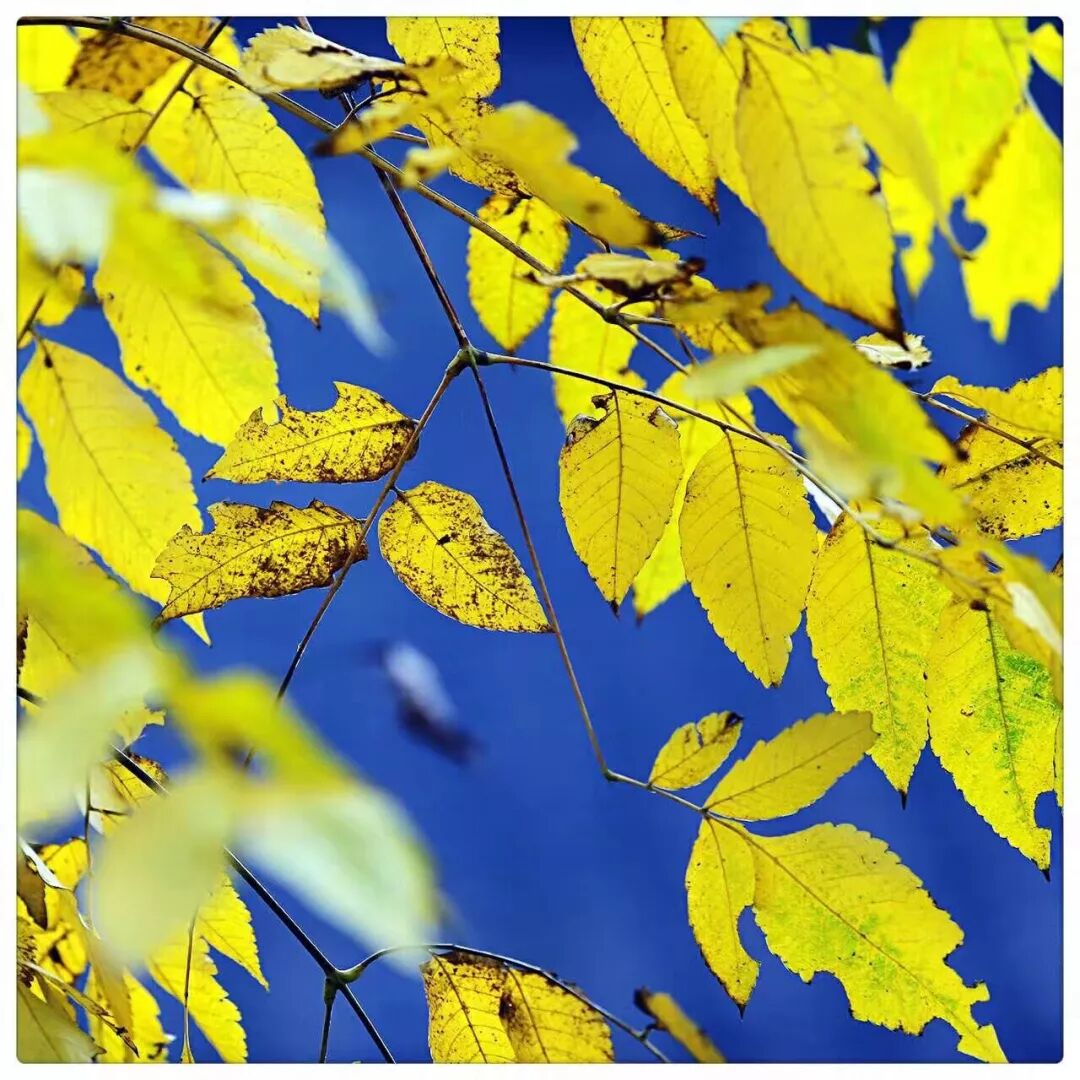 时光荏苒的读法_时光荏苒读音是什么意思啊_时光荏苒怎么读