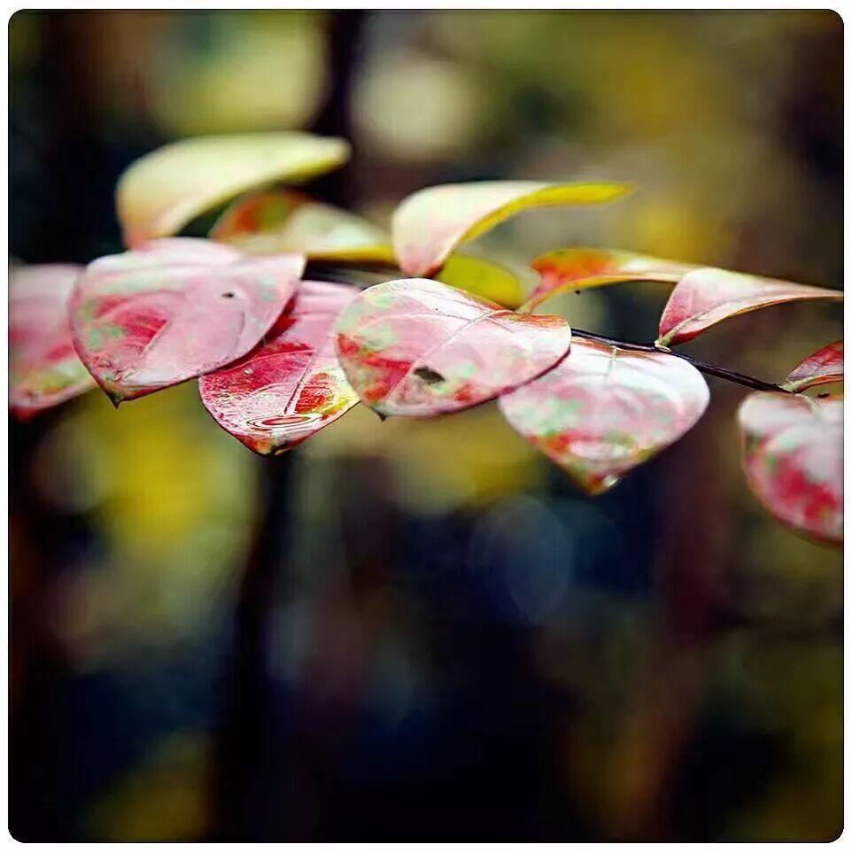 时光荏苒的读法_时光荏苒怎么读_时光荏苒读音是什么意思啊