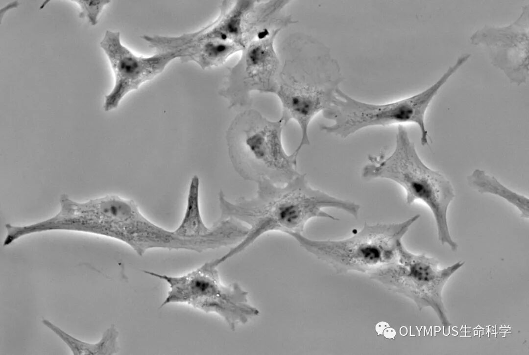 單色背照式顯微相機(jī)