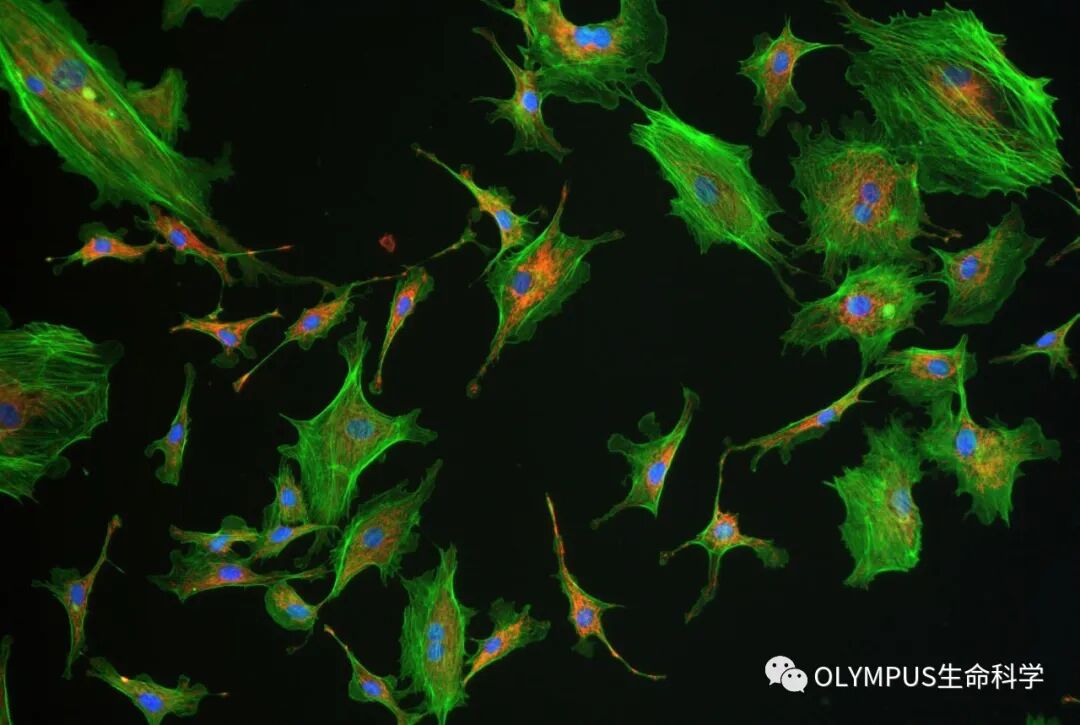 單色背照式顯微相機(jī)