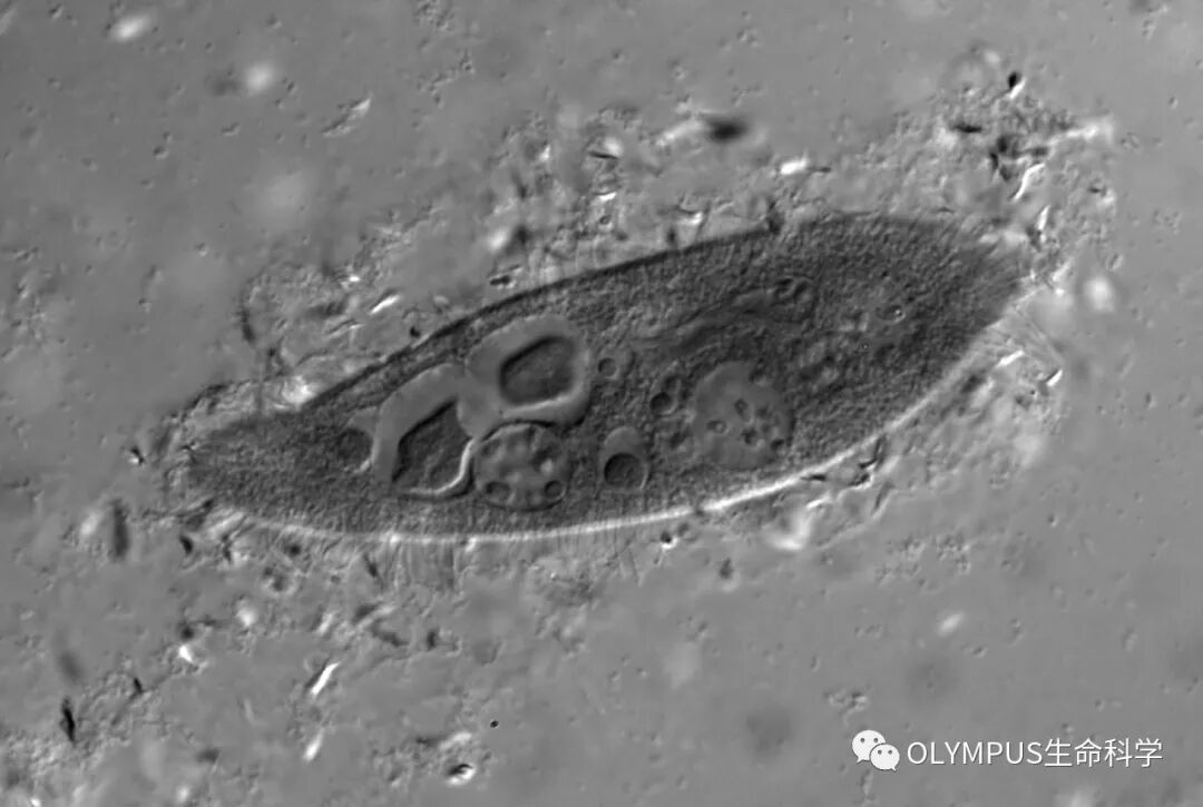 單色背照式顯微相機(jī)