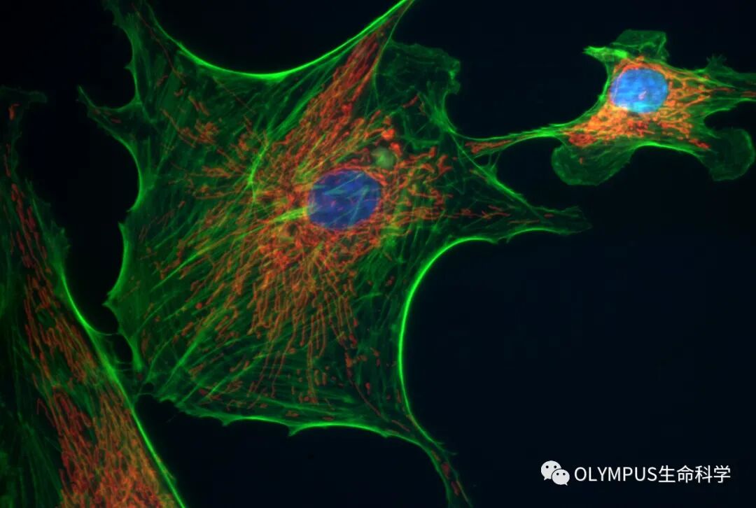 單色背照式顯微相機(jī)