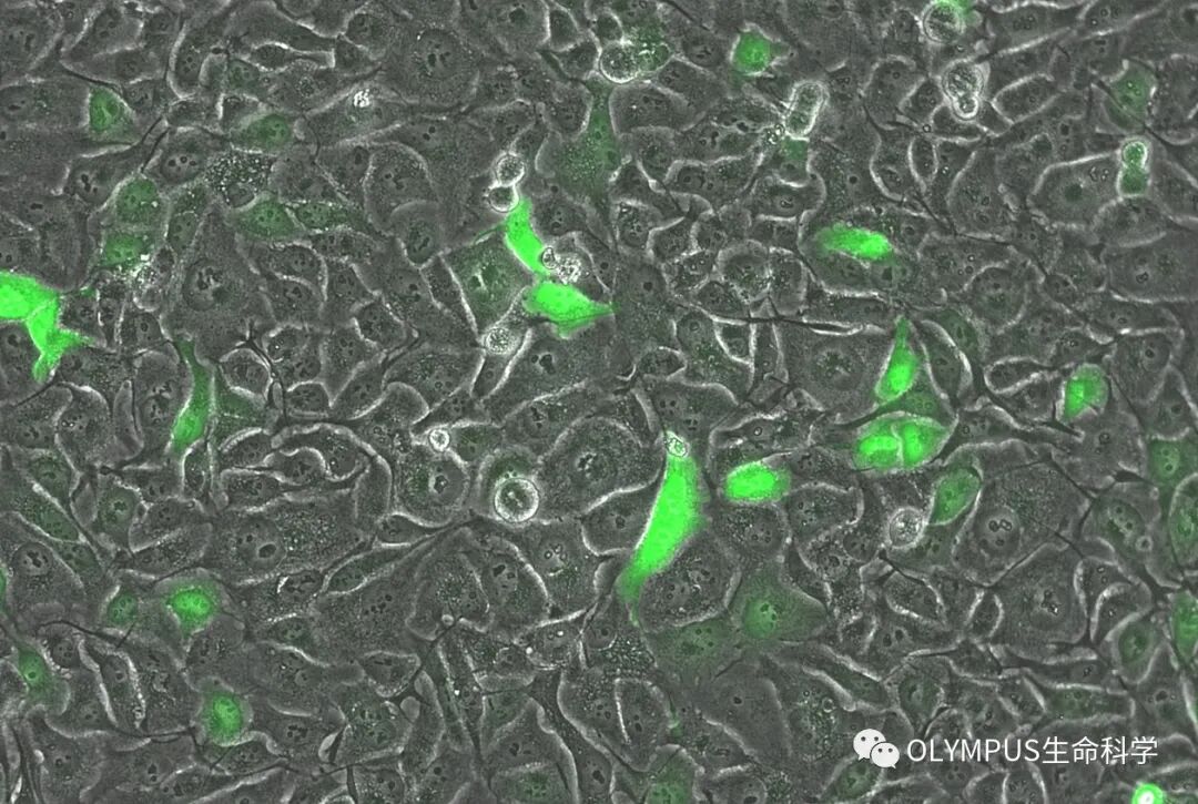 單色背照式顯微相機(jī)