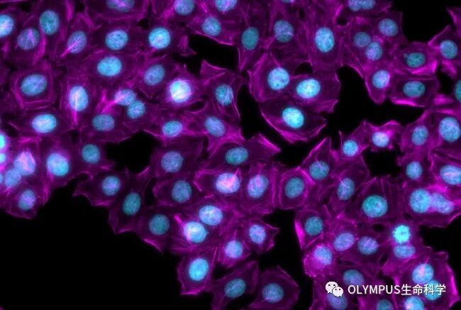 單色背照式顯微相機(jī)