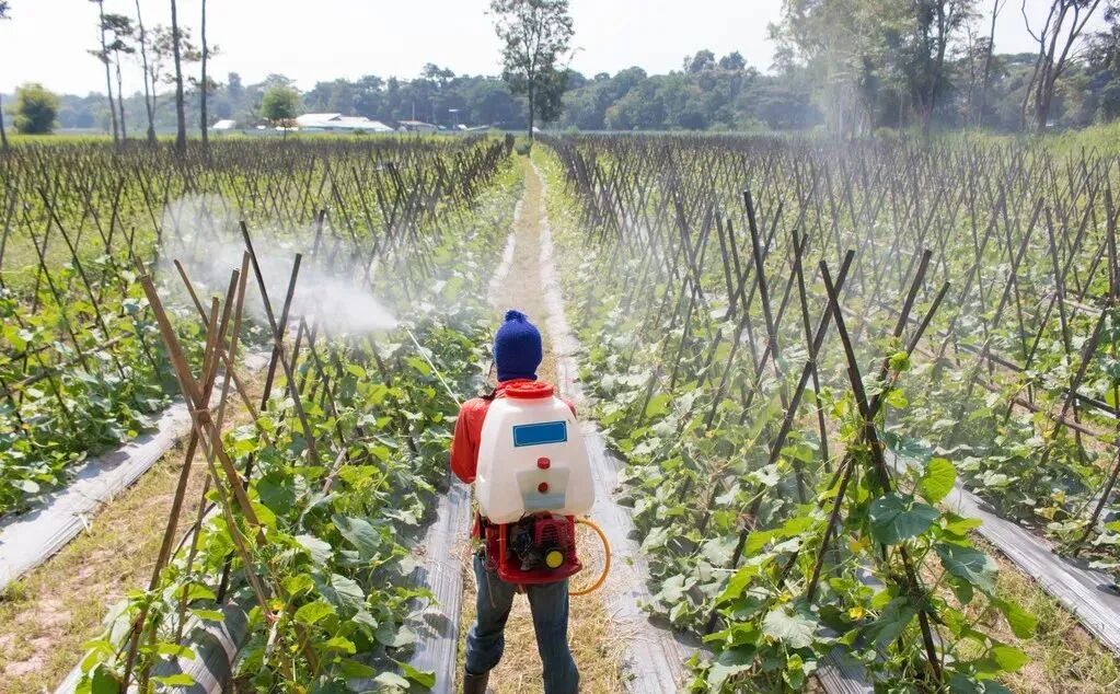 紅糖+磷酸二氫鉀，你不知道的葉面肥配方