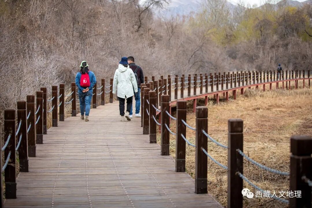 82km的步道上▲拉鲁湿地步道布置图(by 张静)将