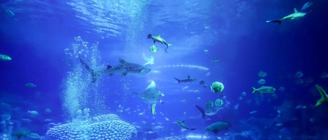 20岁女游客在景区鲨鱼馆溺亡，官方称与鲨鱼无关