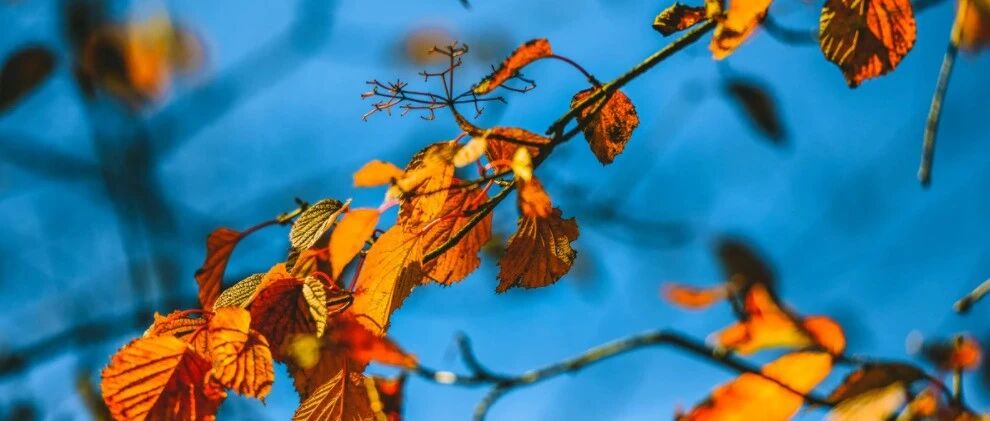 今日霜降：秋将逝，冬将至