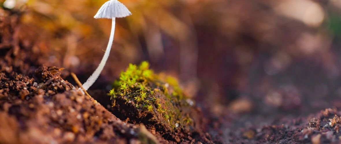 云南野生菌中毒已致12死？别瞎吃了！