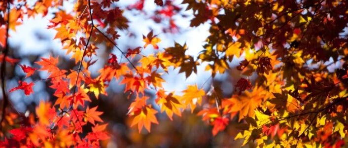 2020年全国红叶最佳观赏期预报出炉！