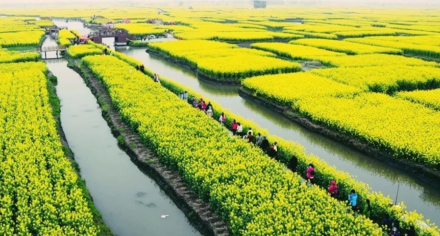 中國最美水上油菜花開了！ 旅遊 第6張
