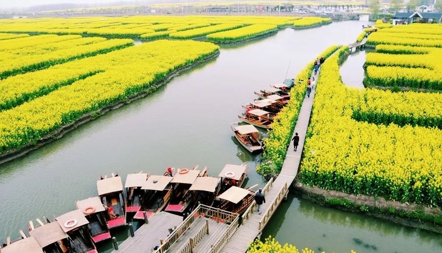 中國最美水上油菜花開了！ 旅遊 第12張