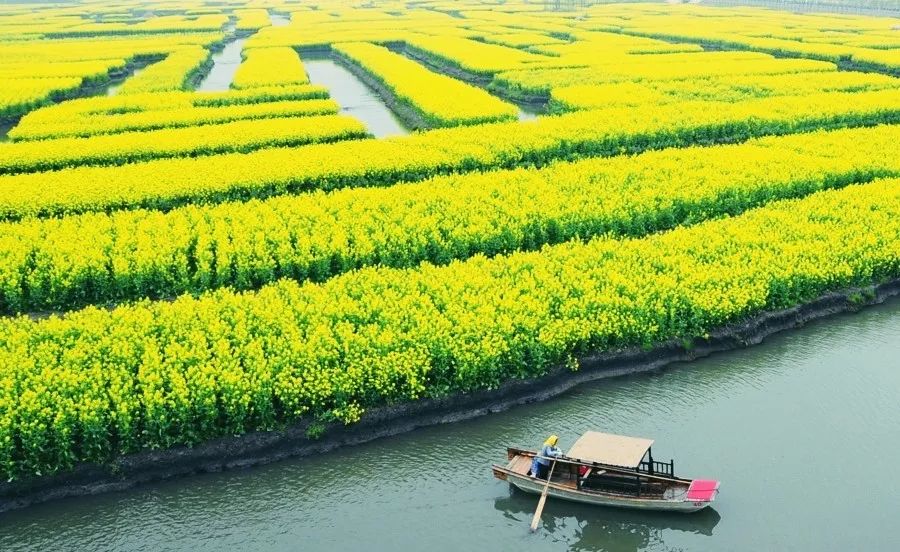 中國最美水上油菜花開了！ 旅遊 第7張