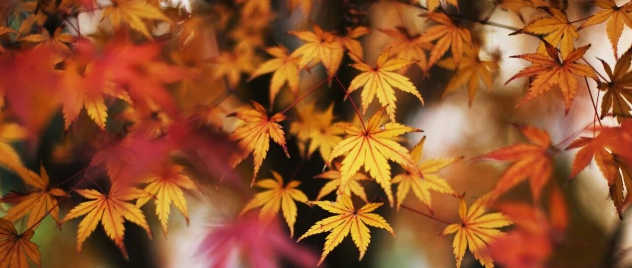 北京国庆主题花坛展摆至重阳节，这里可以赏红叶了→