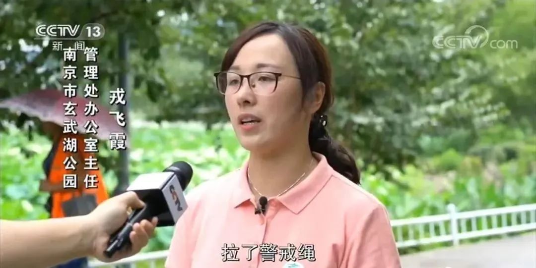 玄武湖並蒂蓮被偷監控曝光，遊客否認違法，稱公園管理有漏洞 旅遊 第7張