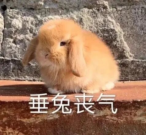 雅思查询成绩入口官网网址_雅思查询成绩入口_雅思成绩查询