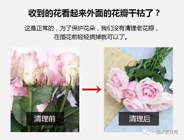 鲜花养护_鲜花养护步骤示意图_康乃馨鲜花养护