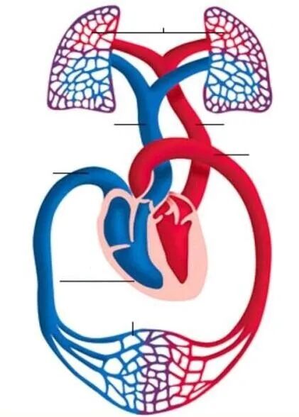 怎么使实验小鼠升血压北京大学贾光团队：大气细颗粒物诱发血压升高的分子机制研究进展丨荐文_https://www.jmylbn.com_新闻资讯_第7张