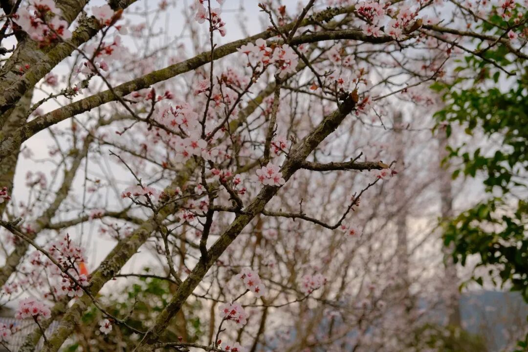 边境村的定义_边境村建设_