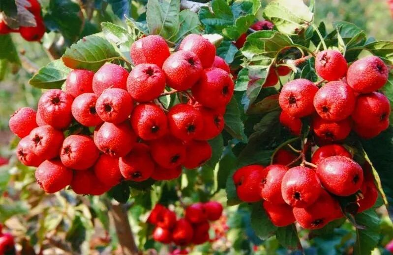 [养生课堂]明日处暑|夏秋交替警惕心血管病高发！