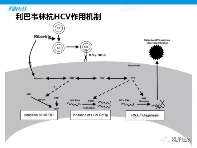 利巴韦林在全口服daa抗病毒方案中作用探讨