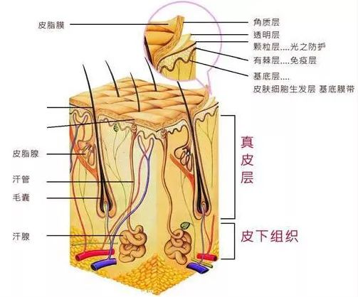 猕猴桃有美白的功效吗_猕猴桃美颜吗_吃猕猴桃美白经验心得