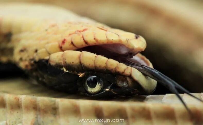 梦见丈夫从肚子里掏三条死蛇，深层梦境解析与心理暗示