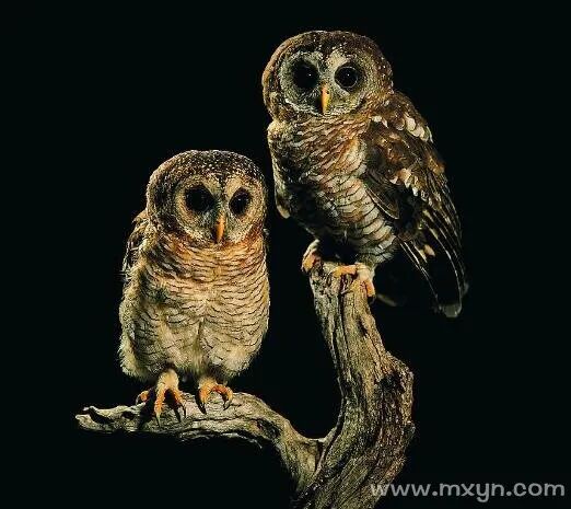 梦见猫头鹰急急，探索梦境背后的深层含义与启示