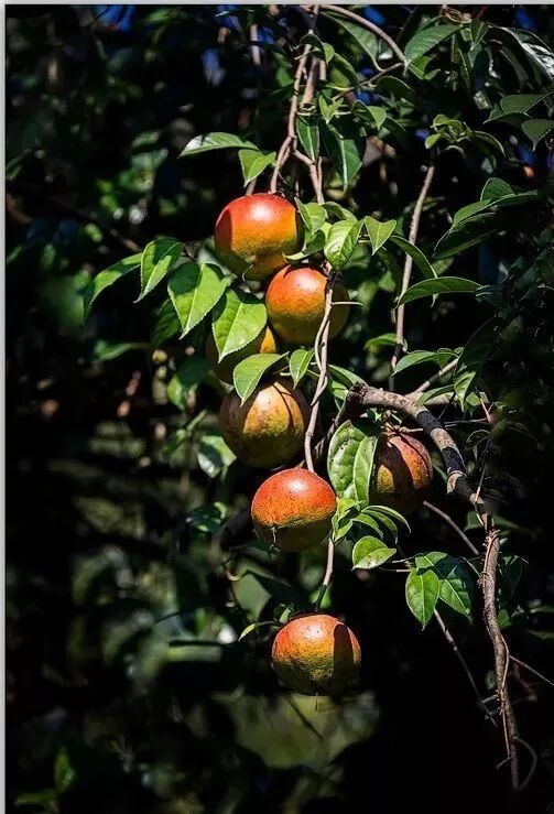 独特的地理环境广宁种植油茶已有2000多年的历史,北纬23°的地理位置