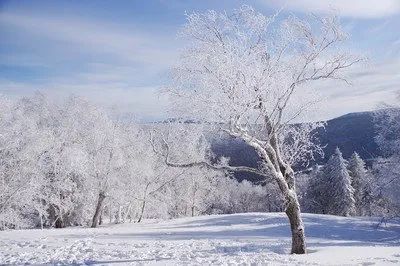 落雪花千樹圍爐酒幾盅詩詞選葉zd523期