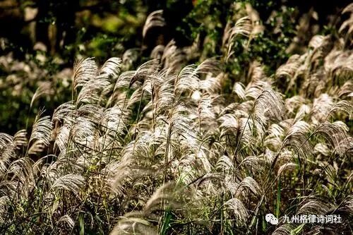 九州诗词九州崇文阁第166期精华诗词集锦 全网搜